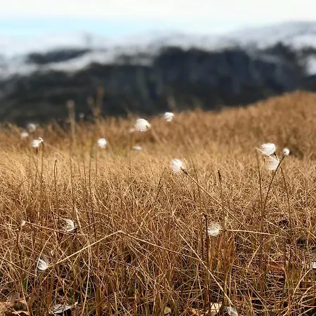 Hardanger Fjord * Bondhus